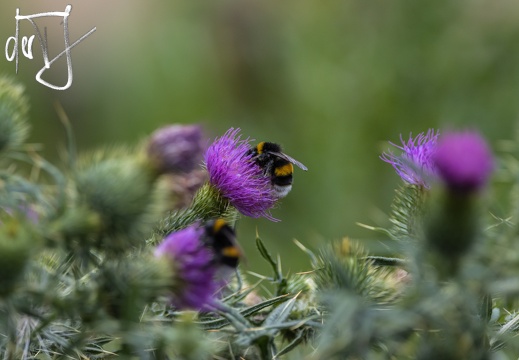 Libellen im Nordsternpark